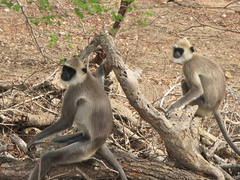 Semnopithecus priam