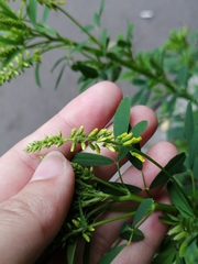 Melilotus officinalis