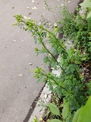 Melilotus officinalis