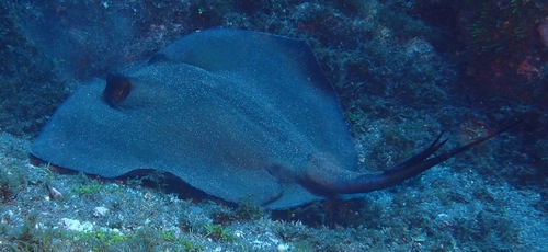 Common Stingray, Entre-Montes, Faial, Azores, Portugal, photo 9 of 10