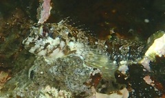 Lipophrys trigloides