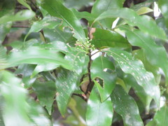 Beilschmiedia tawa