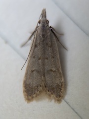 Dichomeris punctidiscellus