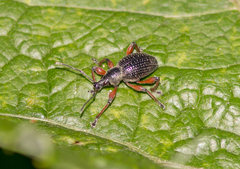 Otiorhynchus coecus
