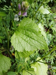 Alliaria petiolata