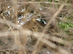 Panthera pardus kotiya