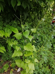 Alliaria petiolata