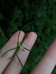 Alliaria petiolata