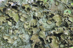 Lasallia pensylvanica