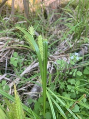 Carex schweinitzii