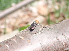 Chrysobothris femorata