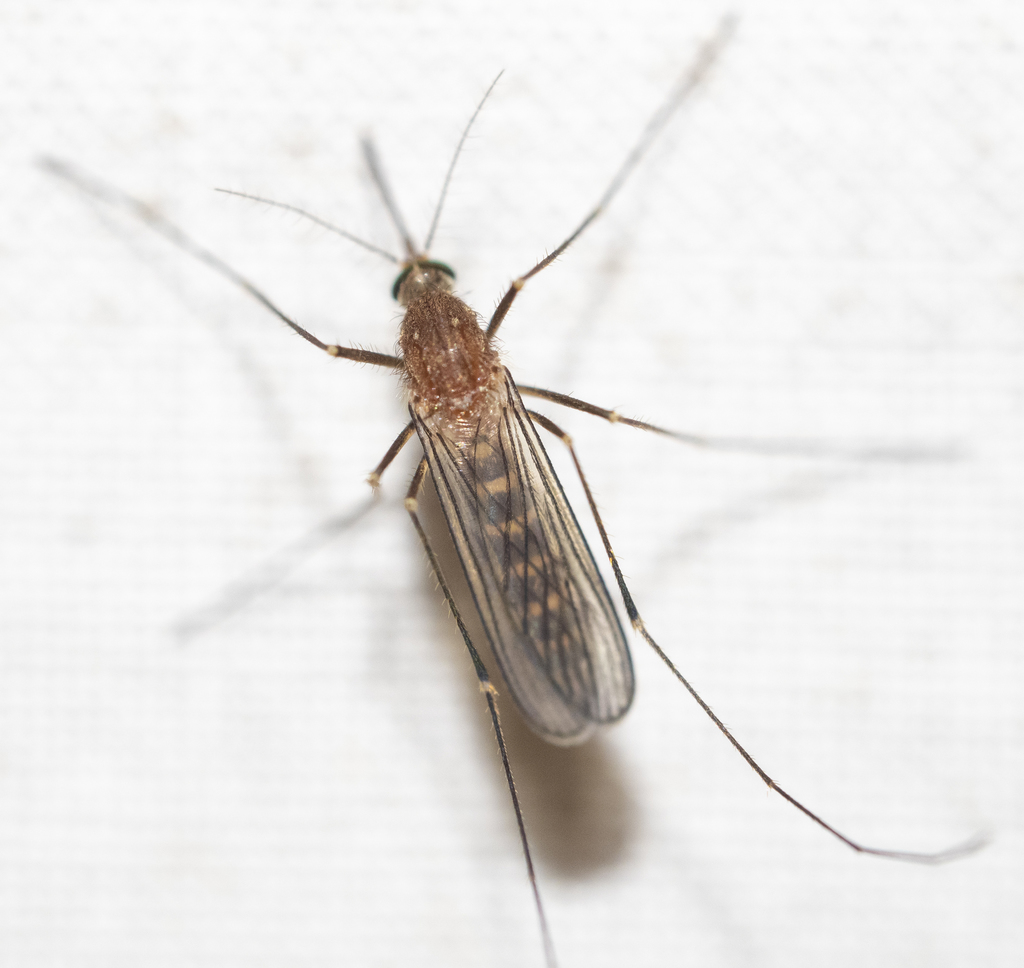 White-dotted Mosquito