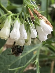 Anthophila
