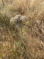Asclepias fascicularis