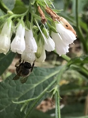 Anthophila