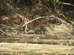 Macaca sinica