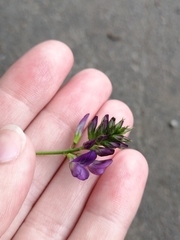 Faboideae