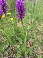 Dactylorhiza purpurella