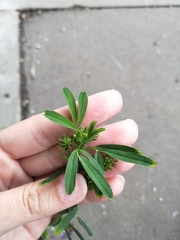 Faboideae