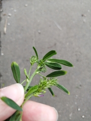 Faboideae