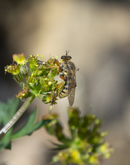 Callinicus pictitarsis