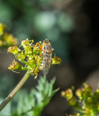 Callinicus pictitarsis