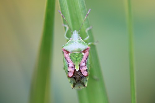 Representative image of Cyphostethus