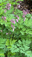 Dicentra eximia
