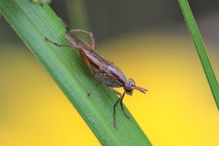 Sepedon spinipes
