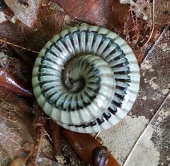 Pachyiulus krivolutskyi