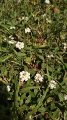 Phyla nodiflora minor