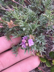 Astragalus vexilliflexus