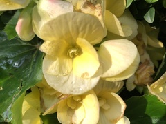 Begonia × hiemalis