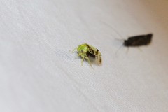 Atymna helena