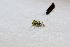 Atymna helena