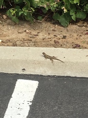 Sceloporus occidentalis