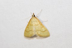 Helvibotys helvialis