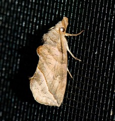 Calyptra canadensis