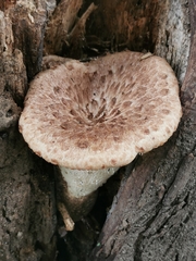 Cerioporus squamosus