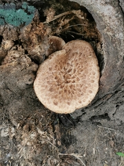 Cerioporus squamosus