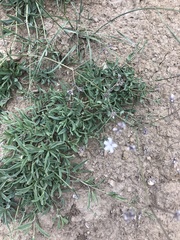 Gypsophila acutifolia