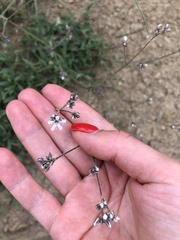 Gypsophila acutifolia