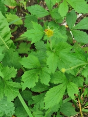 Geum
