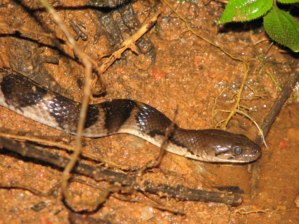 Boulenger's Keelback