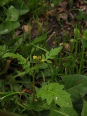 Rorippa palustris