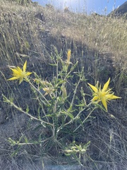 Mentzelia laevicaulis