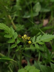 Rorippa palustris