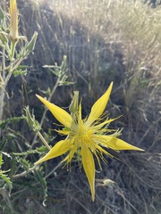 Mentzelia laevicaulis