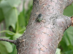 Chrysobothris femorata