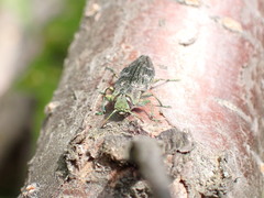 Chrysobothris femorata